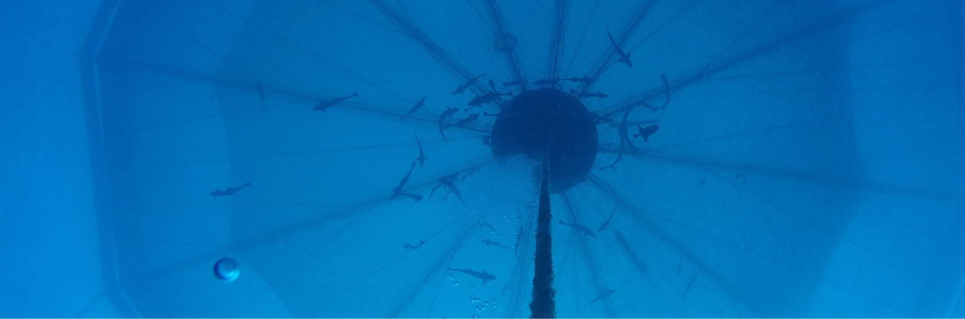 The bottom of an open ocean net