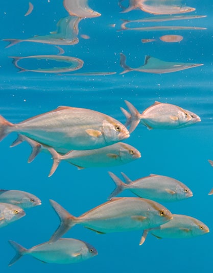 School of greater amberjack Seriola dumerili