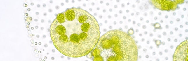 Plankton cells