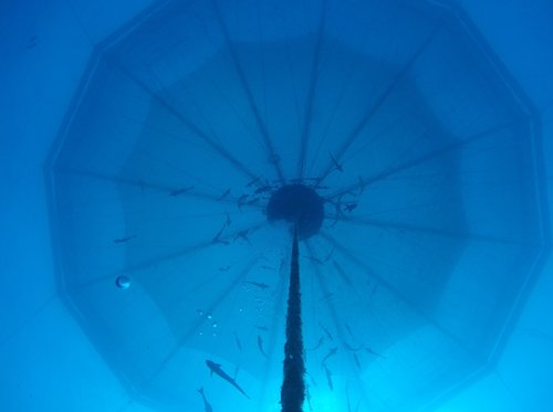 open ocean pen