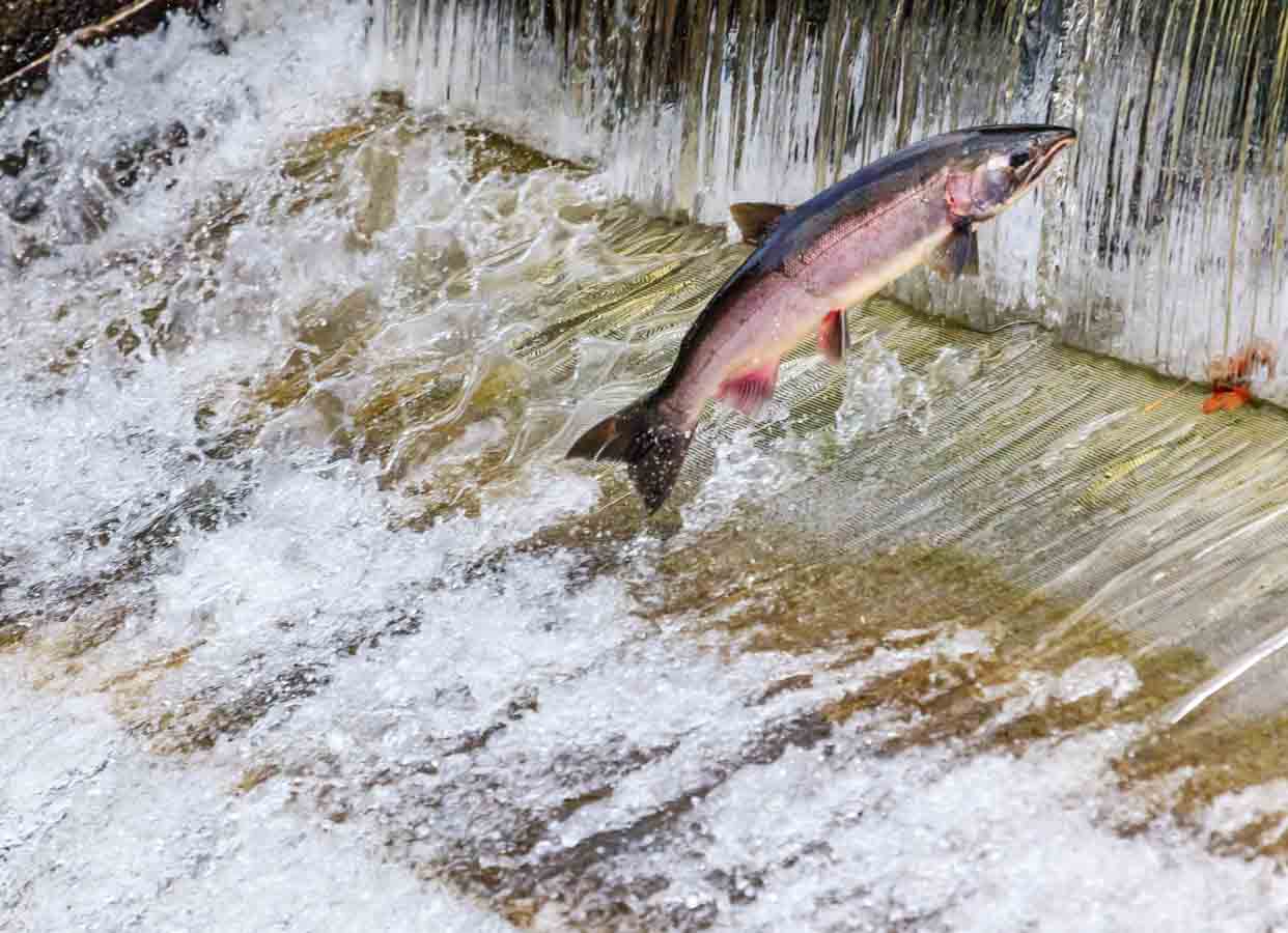 Salmon swimming upstream