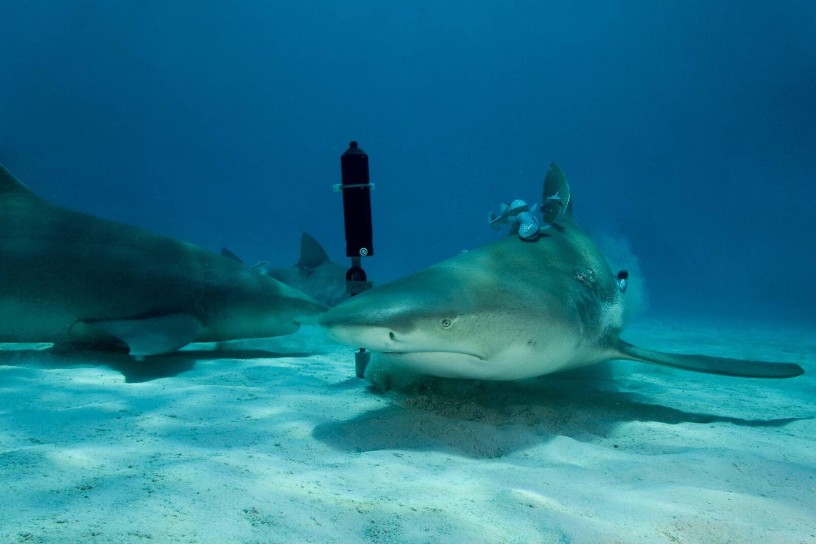Sharks around an acoustic receiver