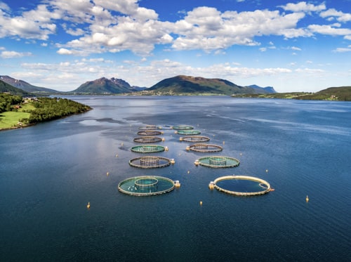 Aerial view of an OOA fish farm