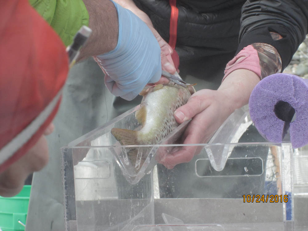 Researchers tagging a fish