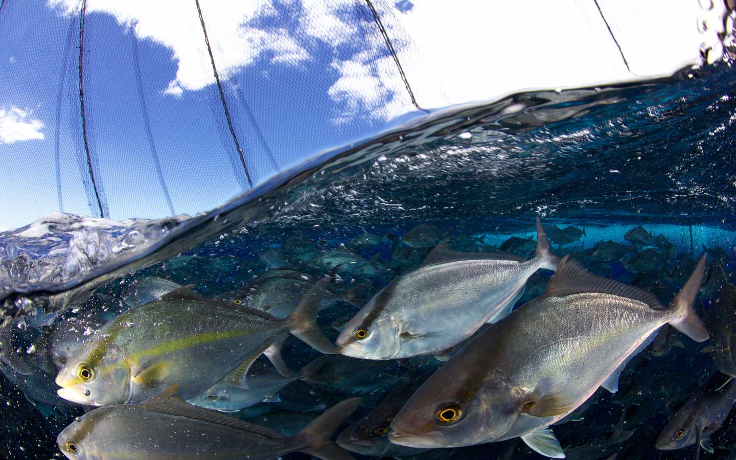 Fish swimming in a pen