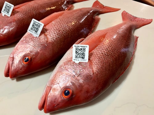 Red snapper for sale