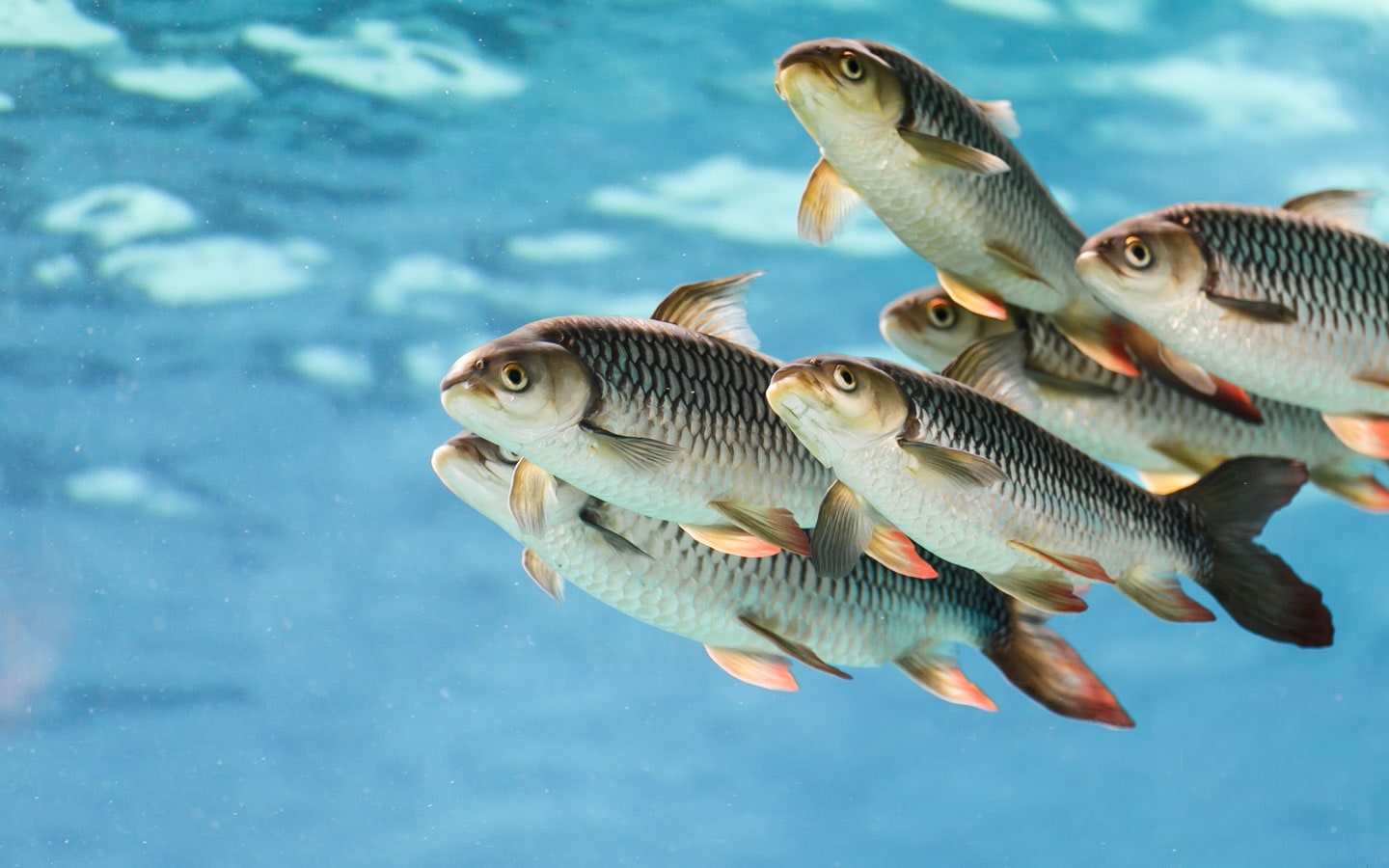 Small group of tiger fish swimming