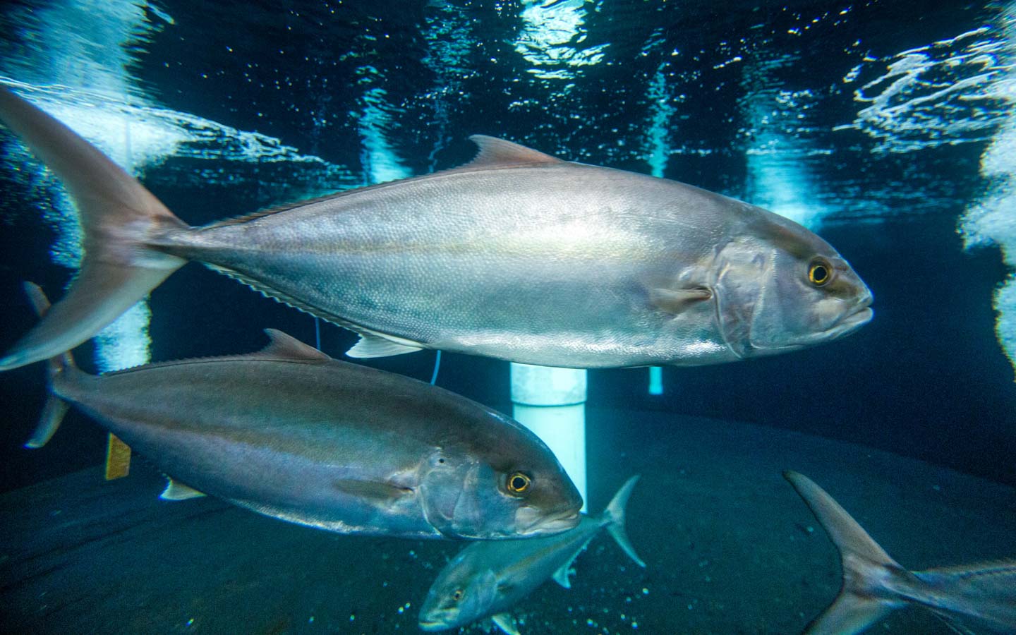 Fish in a blue tank with aeration