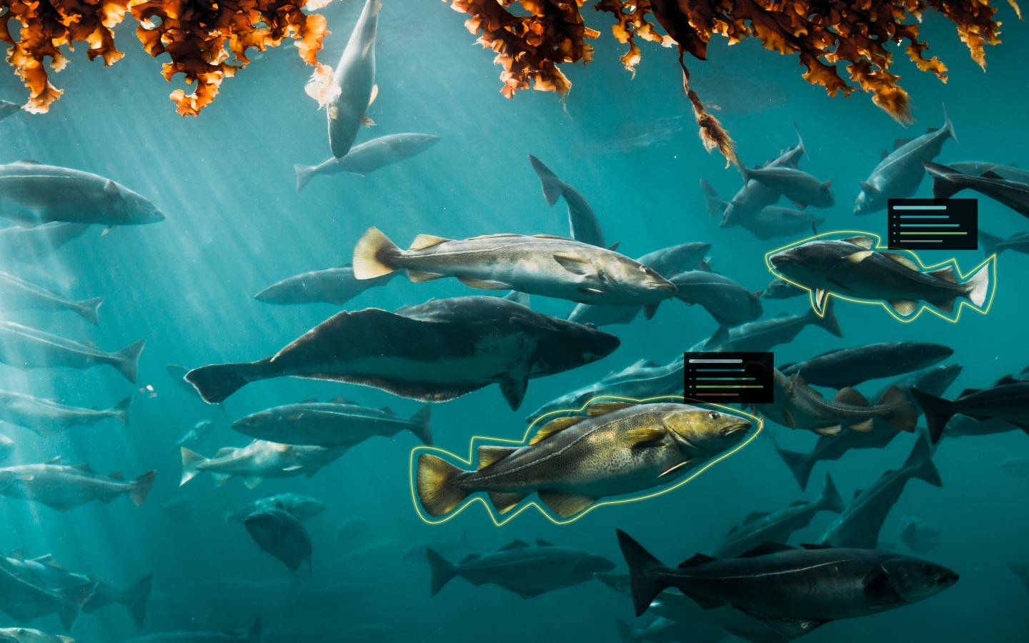Fish being tracked with Innvoasea's Data Logger