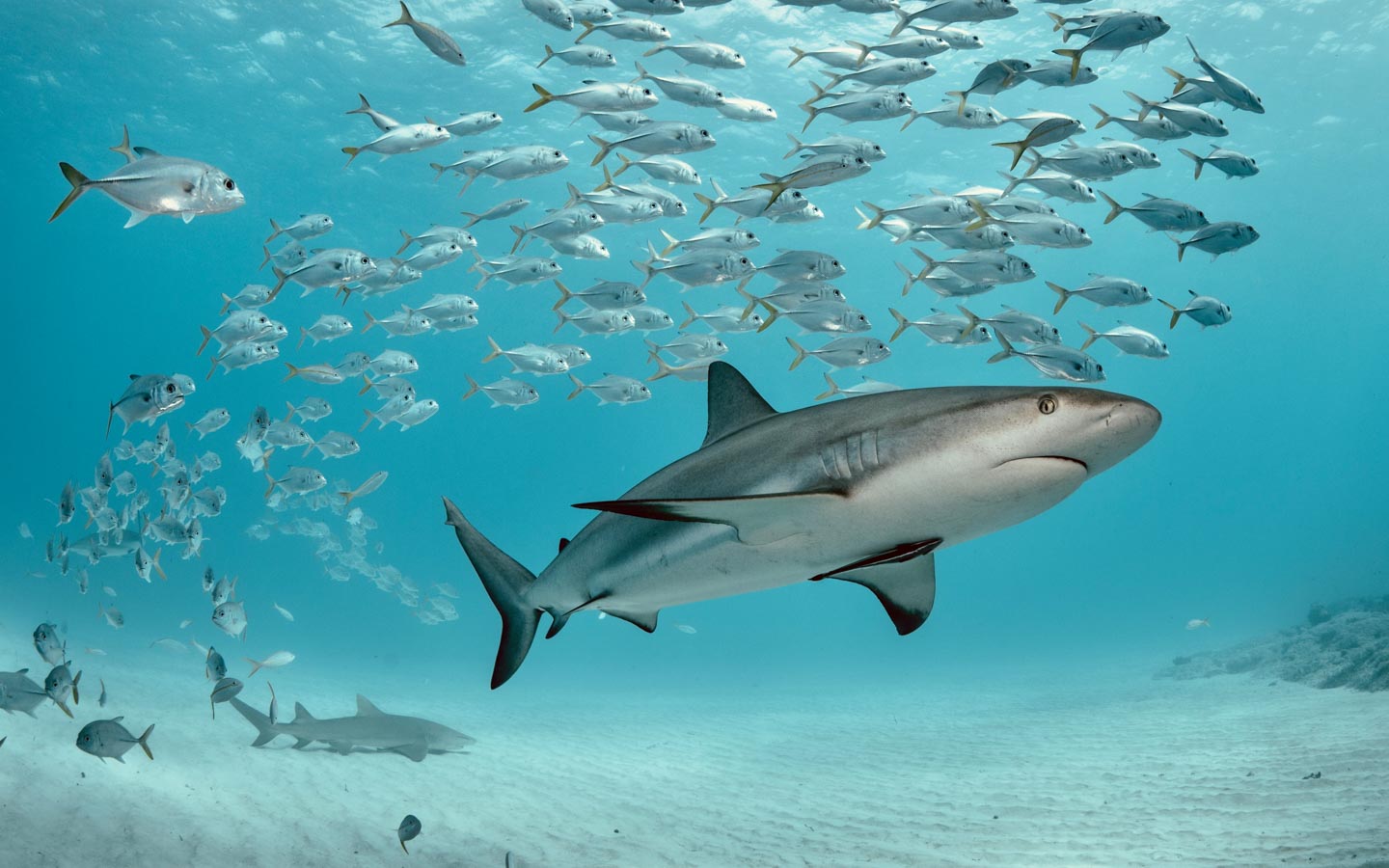 A shark swimming through a school of fish