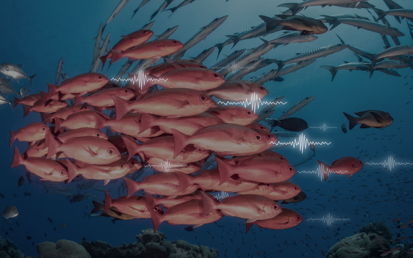 Red snappers with hydrophone icons on them