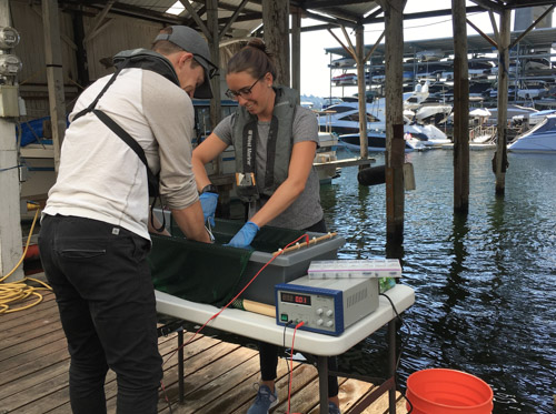 fish tracking consulting services