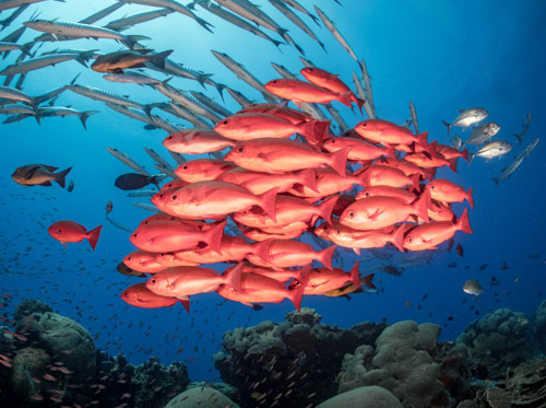 School of red snapper
