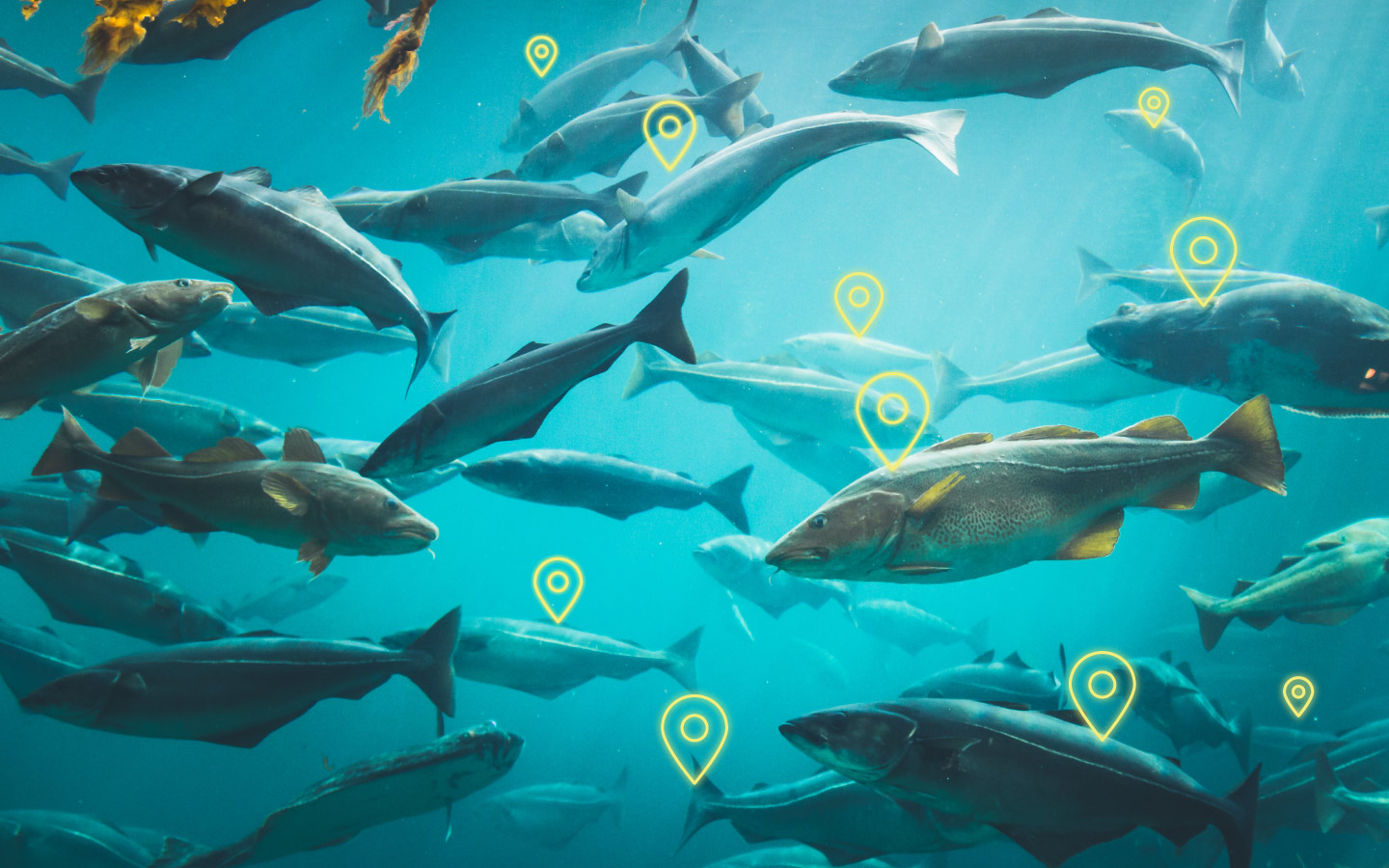School of fish with showing Innovasea's fine-scale positioning software