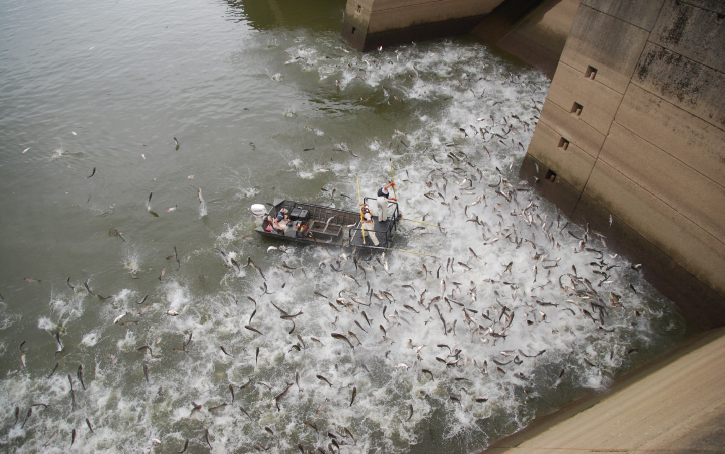 U.S. and Canada Scrambling to Prevent Invasive Carp from Reaching the Great  Lakes