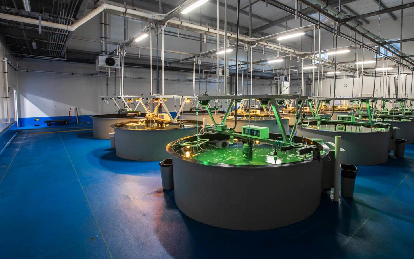 Larval tanks in a land-based aquaculture system
