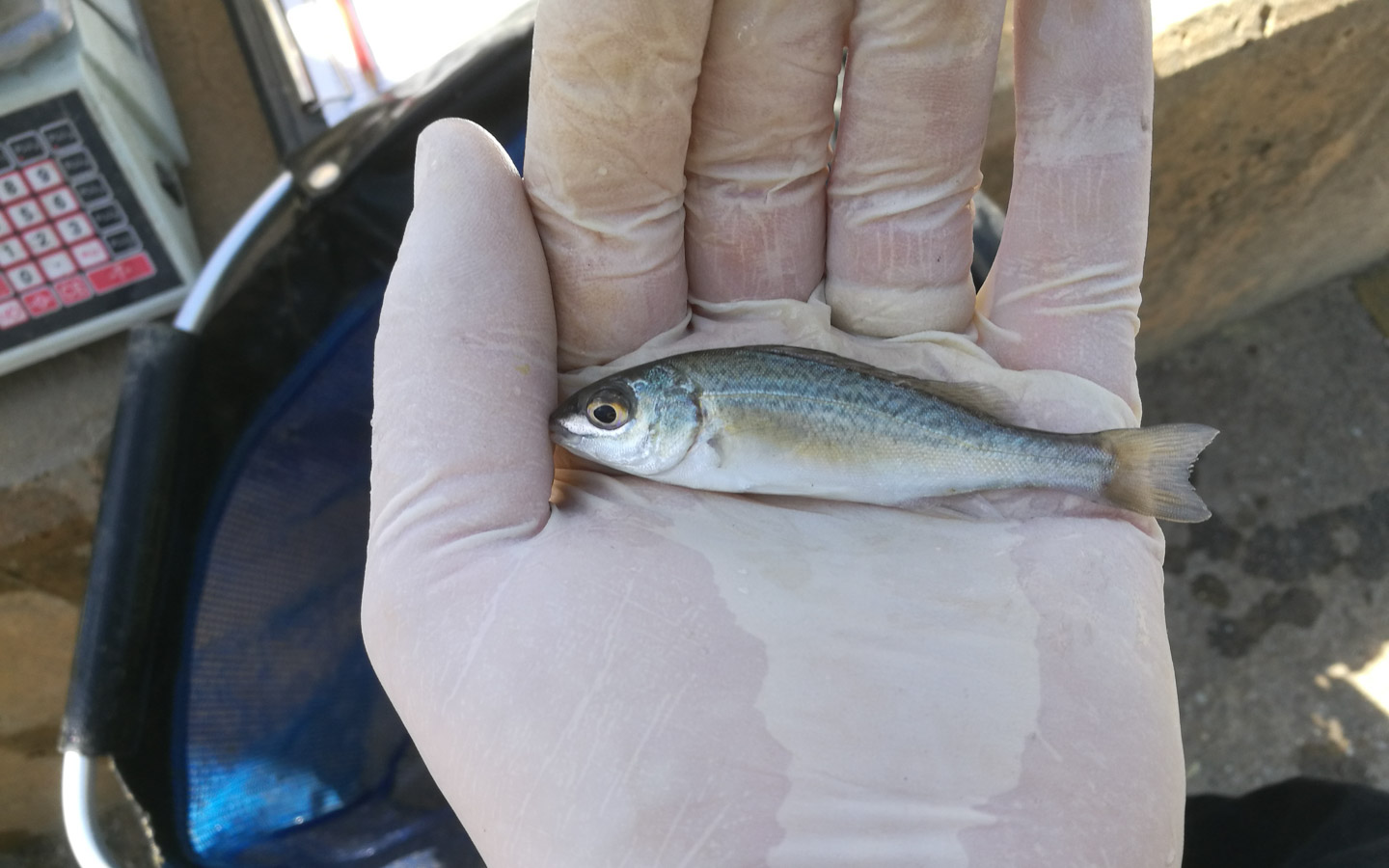 Silver Perch Growth Chart