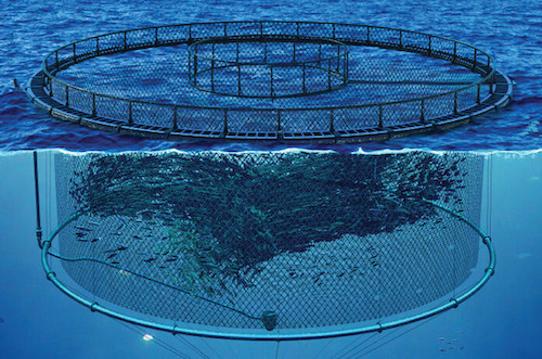 Submersible Aquaculture Systems