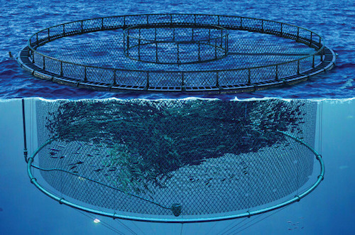 Image of our SeaProtean Pen