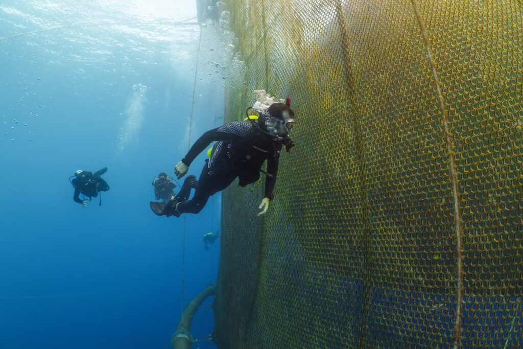 SeaProtean Pen in the Red Sea