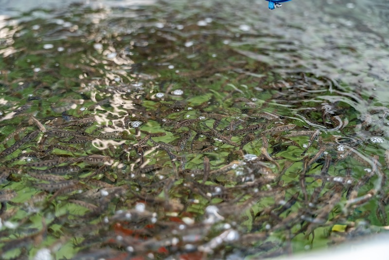 Close up of a hatchery tank
