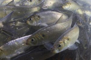 A group of herring