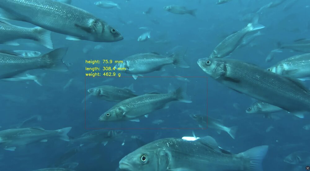 Sea bass displayed with data charts on BiomassPro screen