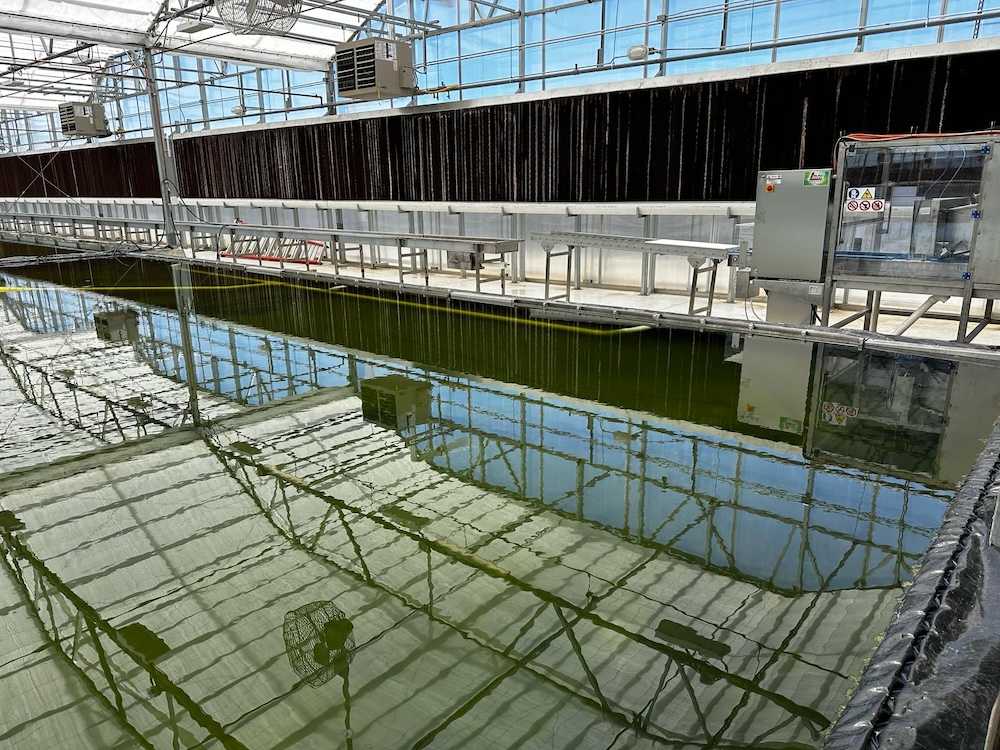 Growing Baby spinach