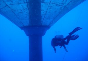 diver swims by an Innovasea SeaStation pen
