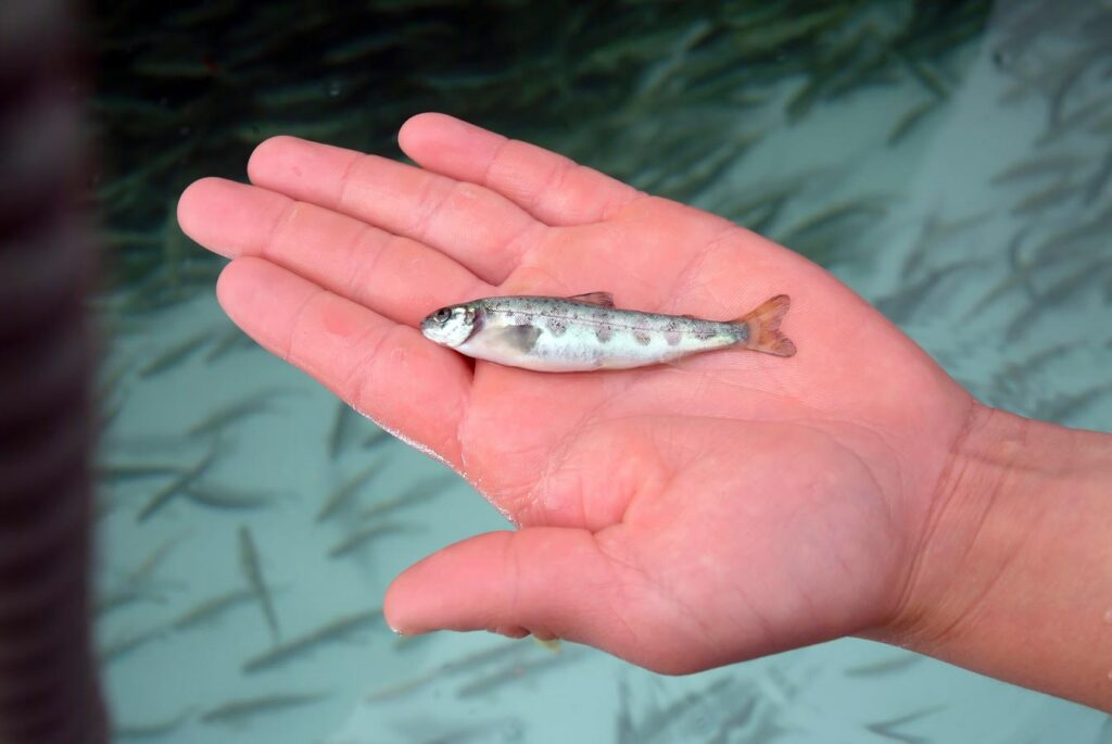 fish tracking small fish in hand - fisheries hero