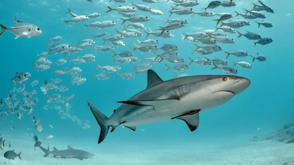 A gray shark swims through clear blue water surrounded by a large school of silvery fish.