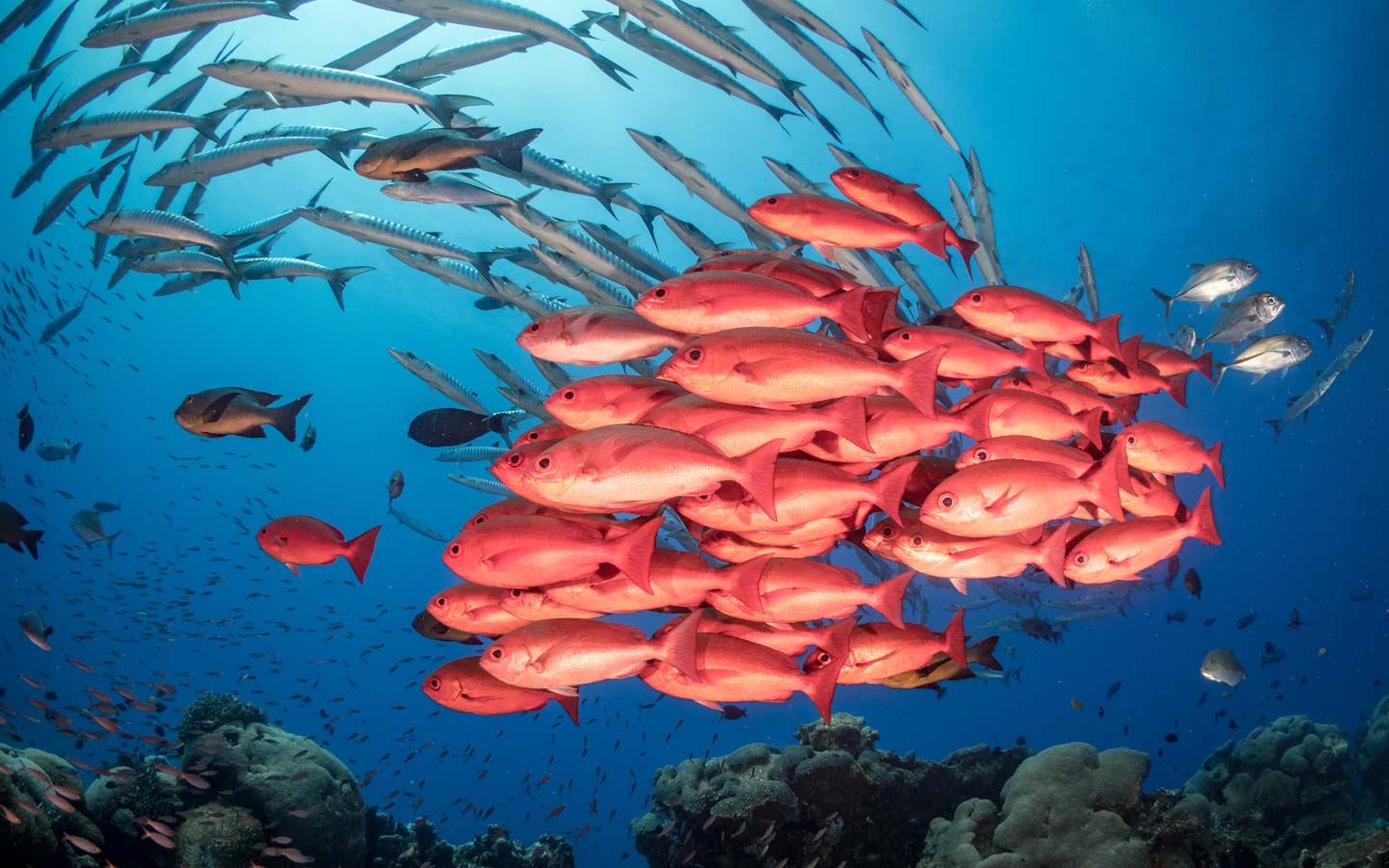 How Innovasea Is Advancing the Research of Red Snapper