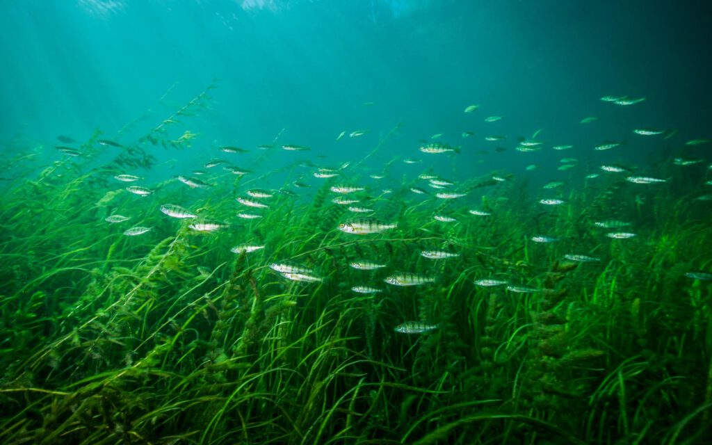 Yellow perch swimming underwater