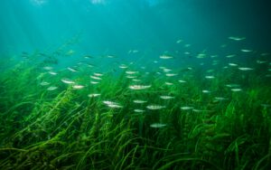Yellow perch swimming underwater
