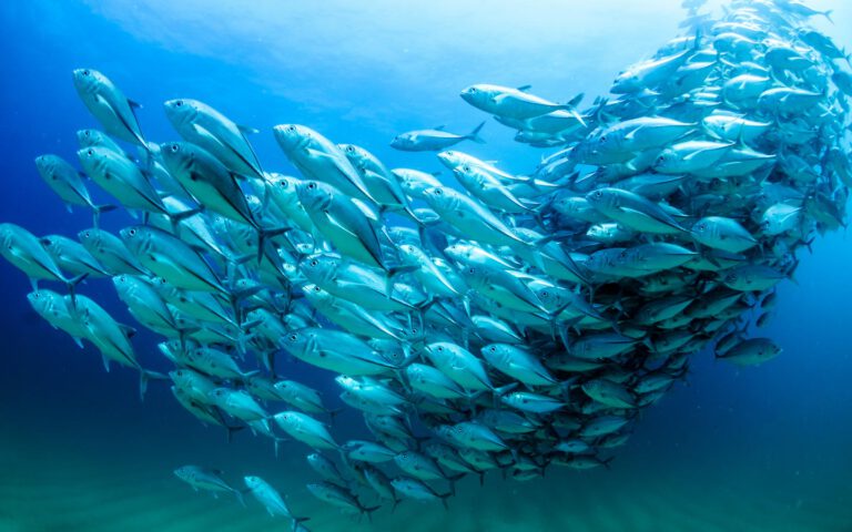 Trevally jack in Mexico swimming in a formation