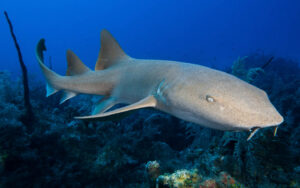 Shark swimming in Cabo Verde