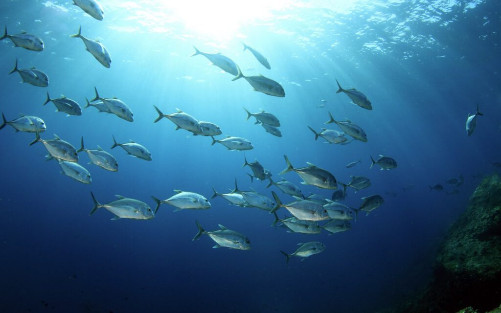A school of silvery fish swimming in deep blue ocean water with sunlight filtering down from above.