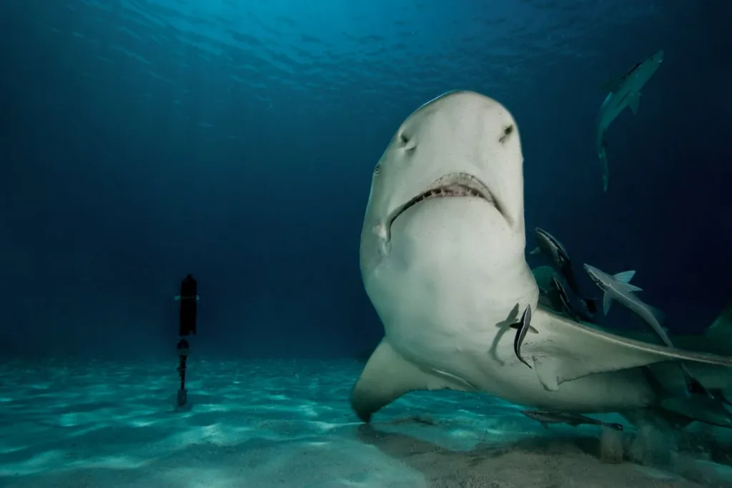 shark next to innovasea-receiver