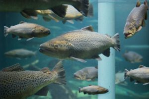 Inside of a RAS tank