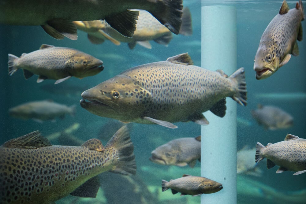 Inside of a RAS tank