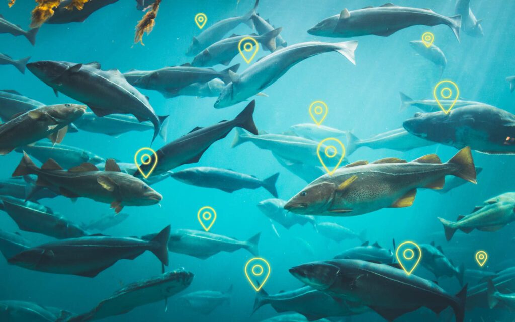 School of fish swimming underwater with yellow location pin markers overlaid on various fish, suggesting GPS tracking or marine monitoring technology.
