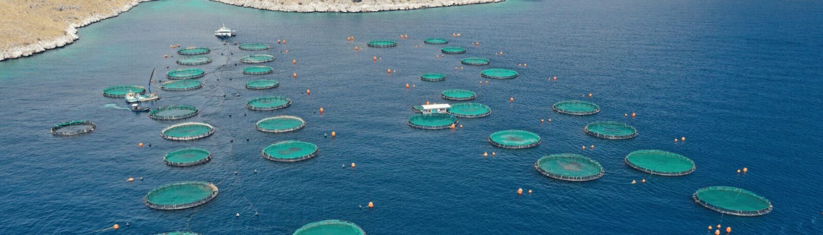 Aerial view of circular fish farming pens floating in blue coastal waters near a shoreline, with boats positioned among the aquaculture operation.