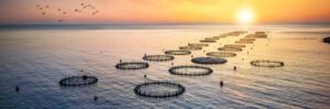 Aerial view of circular aquaculture fish farms floating in calm ocean waters during golden hour sunset with birds flying overhead.