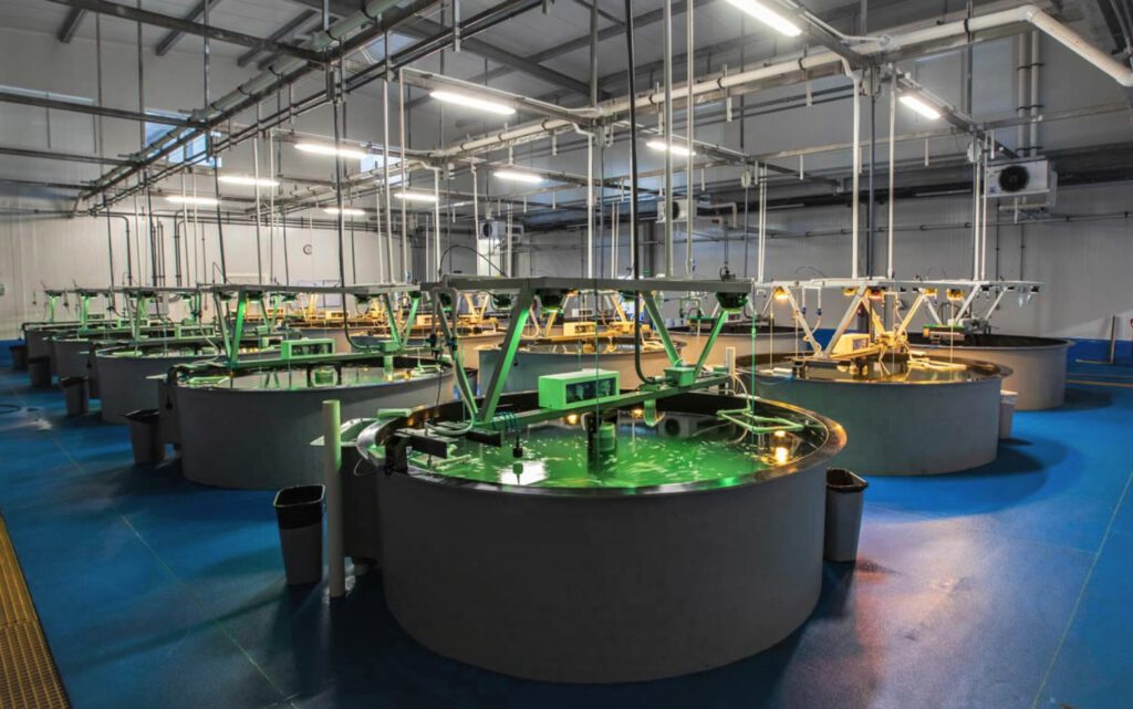 larval room at marine hatchery