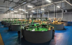 larval room at marine hatchery