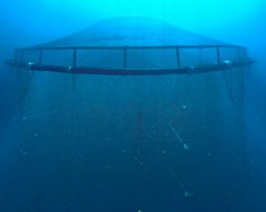 Underwater shot of the SeaProtean Pen