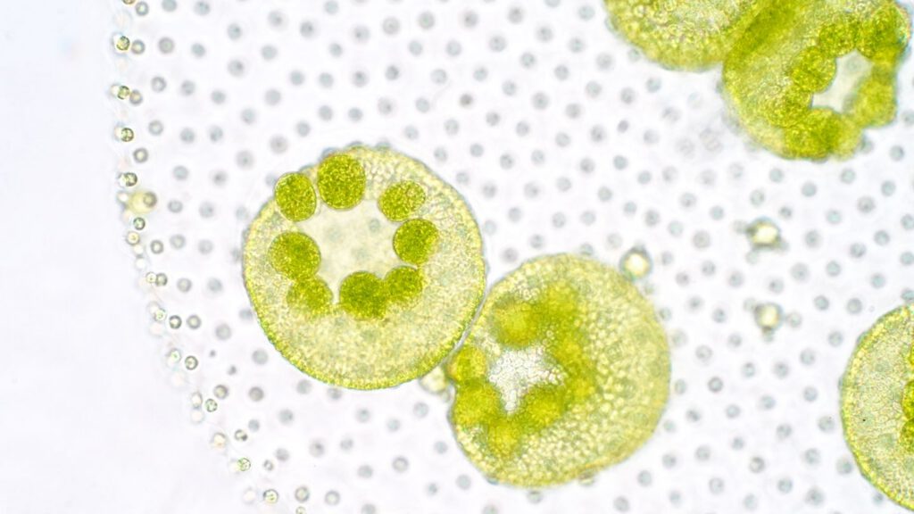 phytoplankton