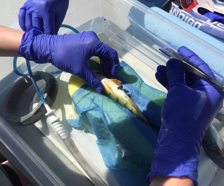 Researchers insert a tag into a yellow perch 