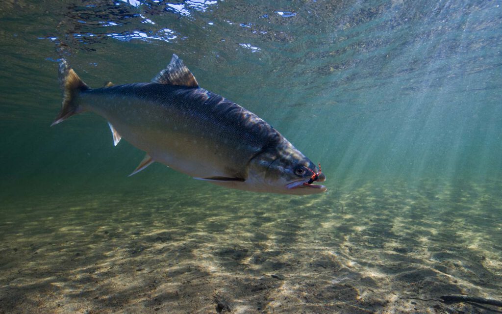 Arctic Char swimming