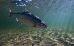 Arctic Char swimming